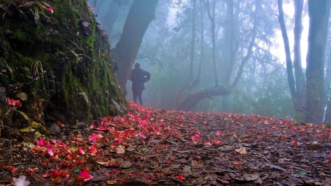 Sikkim: বসন্তে এই সুন্দর রডোডেনড্রনের দেশে চলে যান একাই! সময় লাগবে মাত্র কয়েক ঘণ্টা