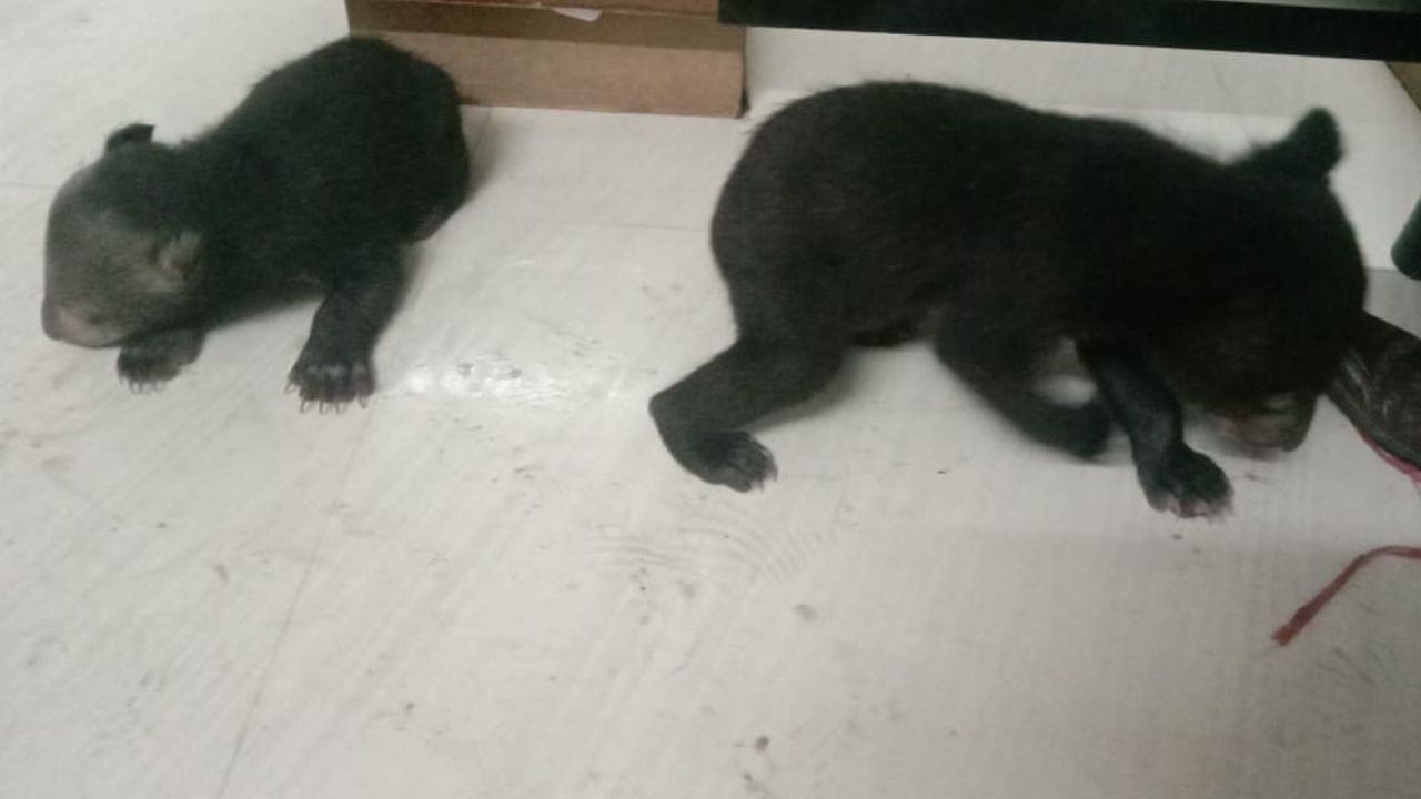 Bear cubs Recover: খাঁচার মধ্যে অনবরত ডাকছে ভাল্লুকের বাচ্চা, পরে কাছে যেতেই জানা গেল আসল ঘটনা
