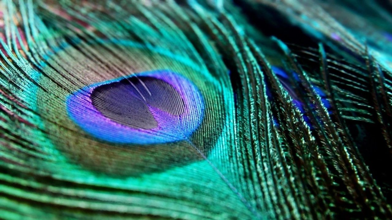Peacock feather: গৃহে ময়ূরের পালক থাকলে দূর হবে বাস্তুদোষ! আনবে অর্থ-সুখ-সমৃদ্ধি