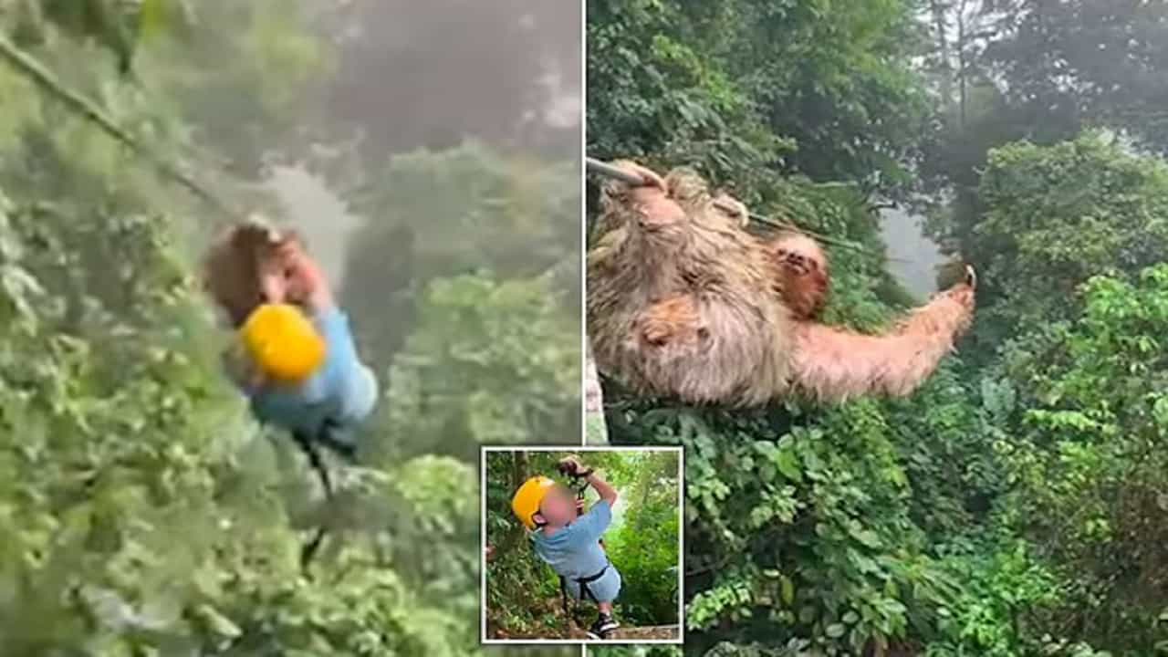 Viral Video: জ়িপলাইনিংয়েও ট্রাফিক জ্যাম! বাচ্চা ছেলের পথের বাধা হয়ে দাঁড়াল অদ্ভুত এক প্রাণী, তারপর...