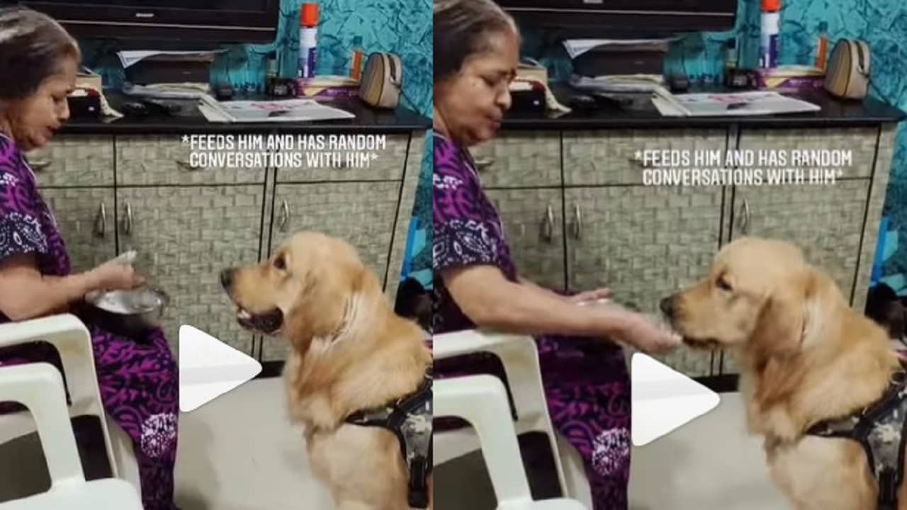 Viral Video: ঠাকুমা বাড়ি ফিরেছেন! বহু দিন পর তাঁর হাত থেকে এক থালা দই ভাত নিমেষে সাবাড় করে দিল পোষ্য কুকুর