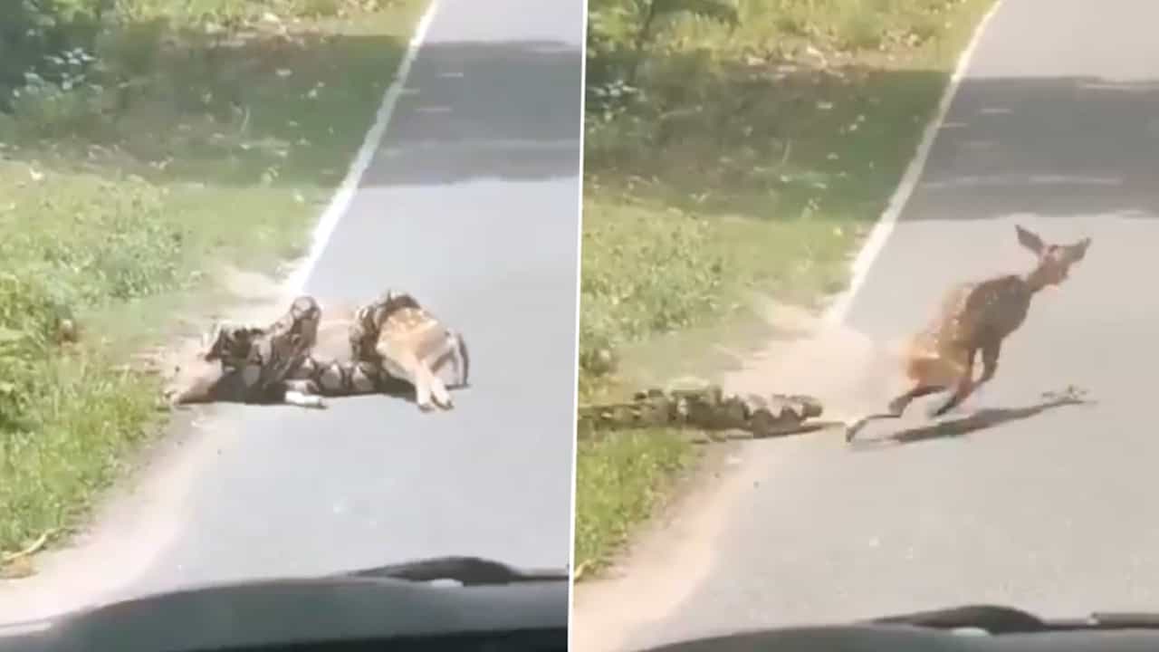 Viral Video: নিরীহ প্রাণীকে গিলে খাওয়ার চেষ্টা ভয়ঙ্কর পাইথনের, শেষমেশ মানুষের চেষ্টায় প্রাণ বাঁচল হরিণের