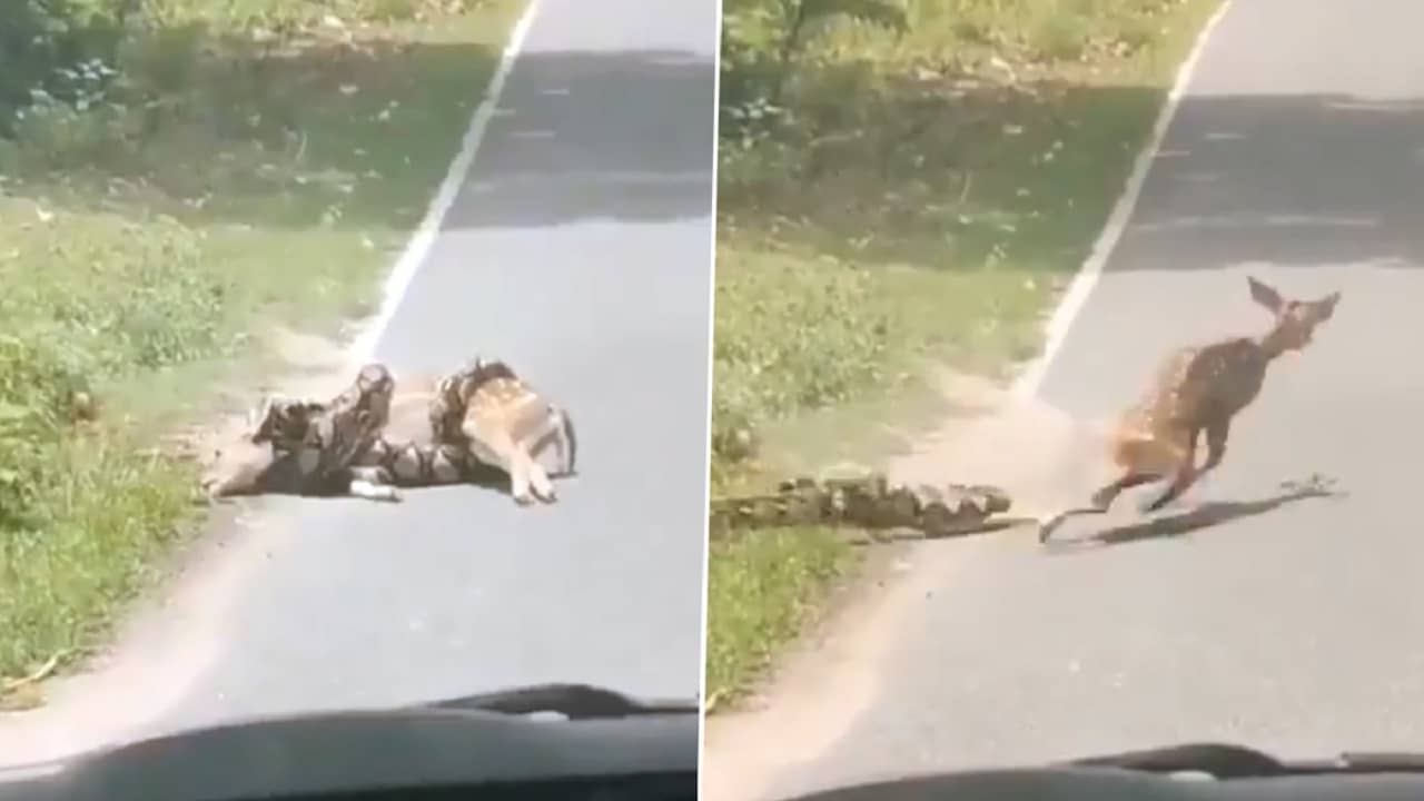 Viral Video: নিরীহ প্রাণীকে গিলে খাওয়ার চেষ্টা ভয়ঙ্কর পাইথনের, শেষমেশ মানুষের চেষ্টায় প্রাণ বাঁচল হরিণের
