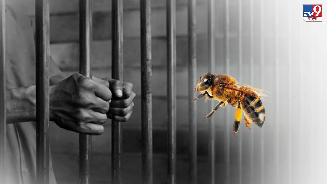 Bihar Prisoner Death: মৌমাছির কামড়ে মৃত্যু বন্দির! ধুন্ধুমার থানার বাইরে, চলল গুলিও, মৃত ১ পুলিশকর্মী