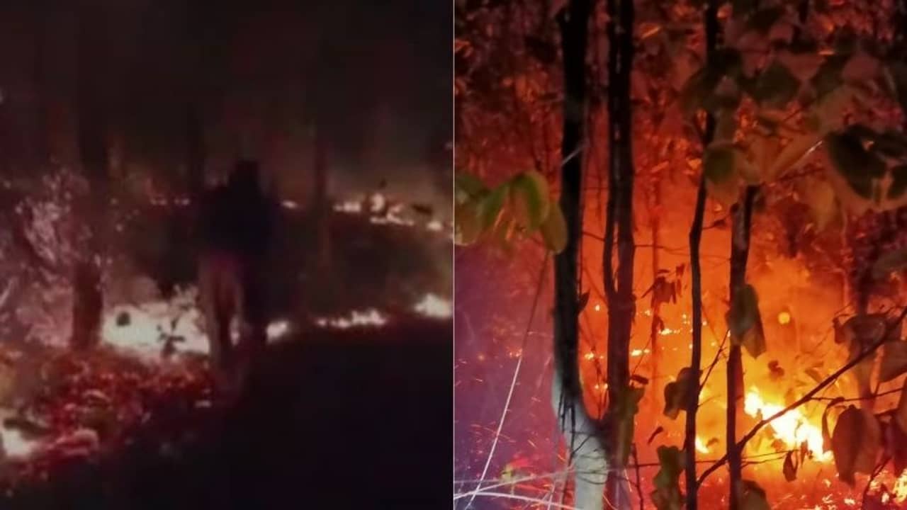 Wild Fire Bardhaman: জ্বলছে বিঘার পর বিঘা বনভূমি, ভয়াবহ দাবানল আউশগ্রামের জঙ্গলে