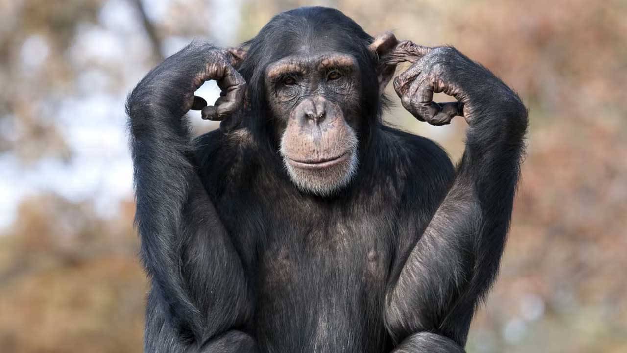 Viral Video: শ্রীবল্লীর ছন্দে শিম্পাঞ্জির নাচ! ভিডিয়ো না দেখলে বিশ্বাসই হবে না...