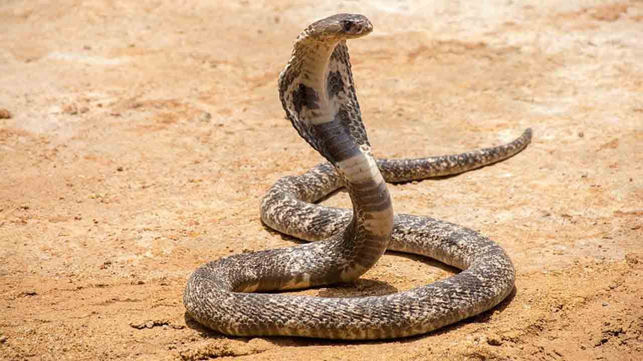 Viral Video: পরিত্যক্ত কুয়ো থেকে উদ্ধার সুবিশাল বিষধর কেউটে, বাগে আনতে হিমশিম খেয়েছেন উদ্ধারকারীরা