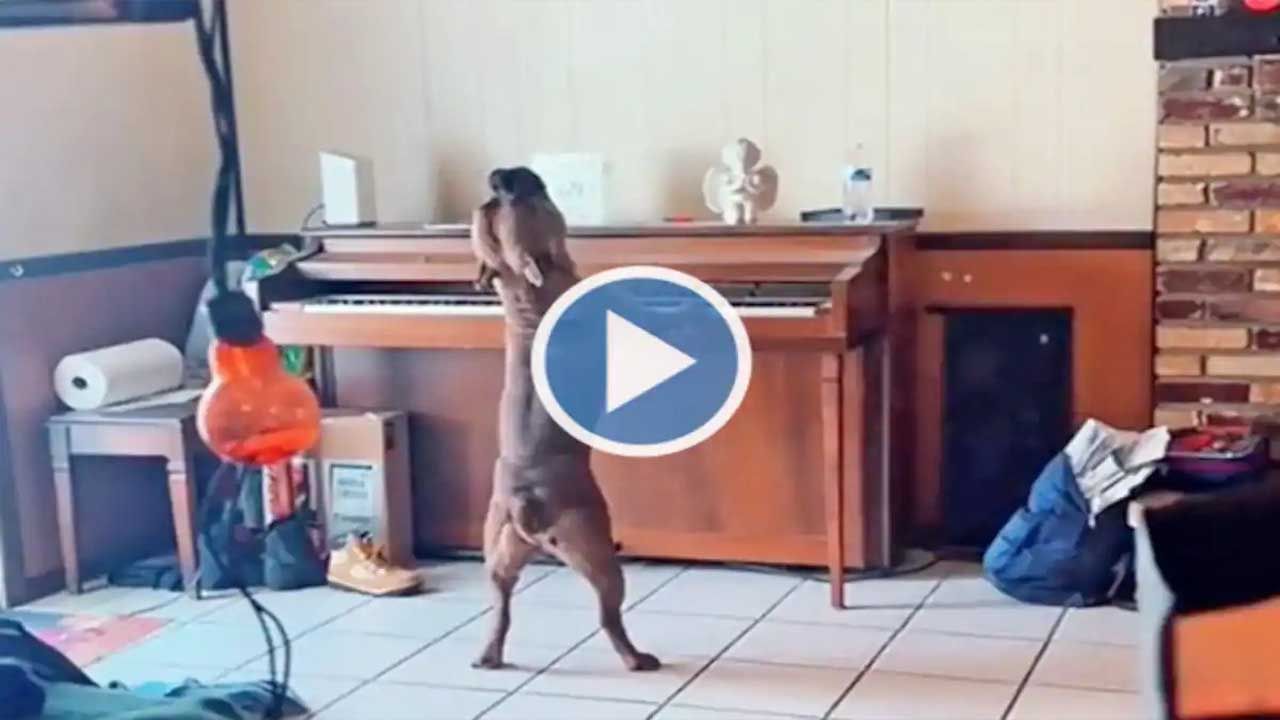 Viral Video: গান করছে কুকুর! তাও আবার পিয়ানো বাজিয়ে... 'বেস্ট সিঙ্গার'- এর খেতাব দিলেন নেটিজ়েনরা