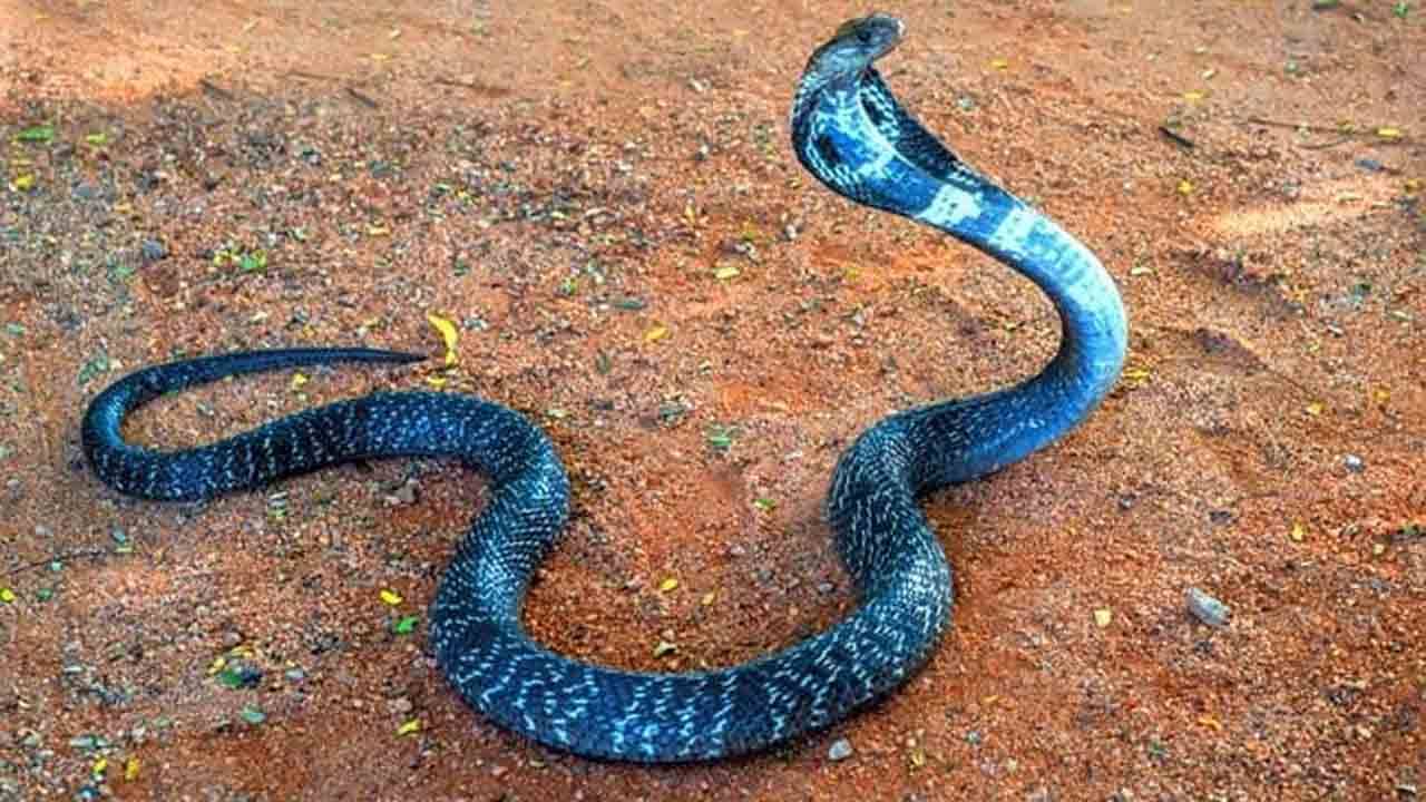 Viral Video: জ্যান্ত সাপ গিলে খেল কিং কোবরা! ভিডিয়ো দেখে শিউরে উঠছেন সকলেই