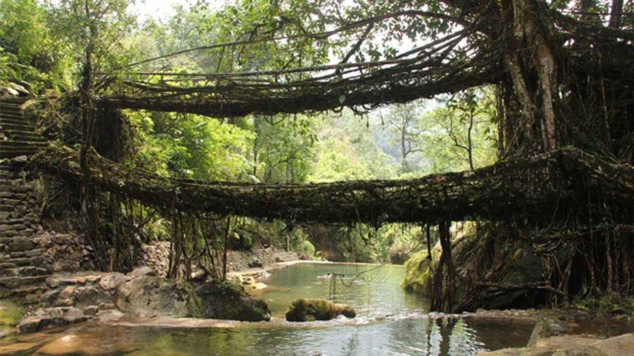 Meghalaya: ইউনেস্কোর ওয়ার্ল্ড হেরিটেজ সাইটে নাম তুলল মেঘালয়ের লিভিং রুট ব্রিজ! খুশি জোয়ার রাজ্যে