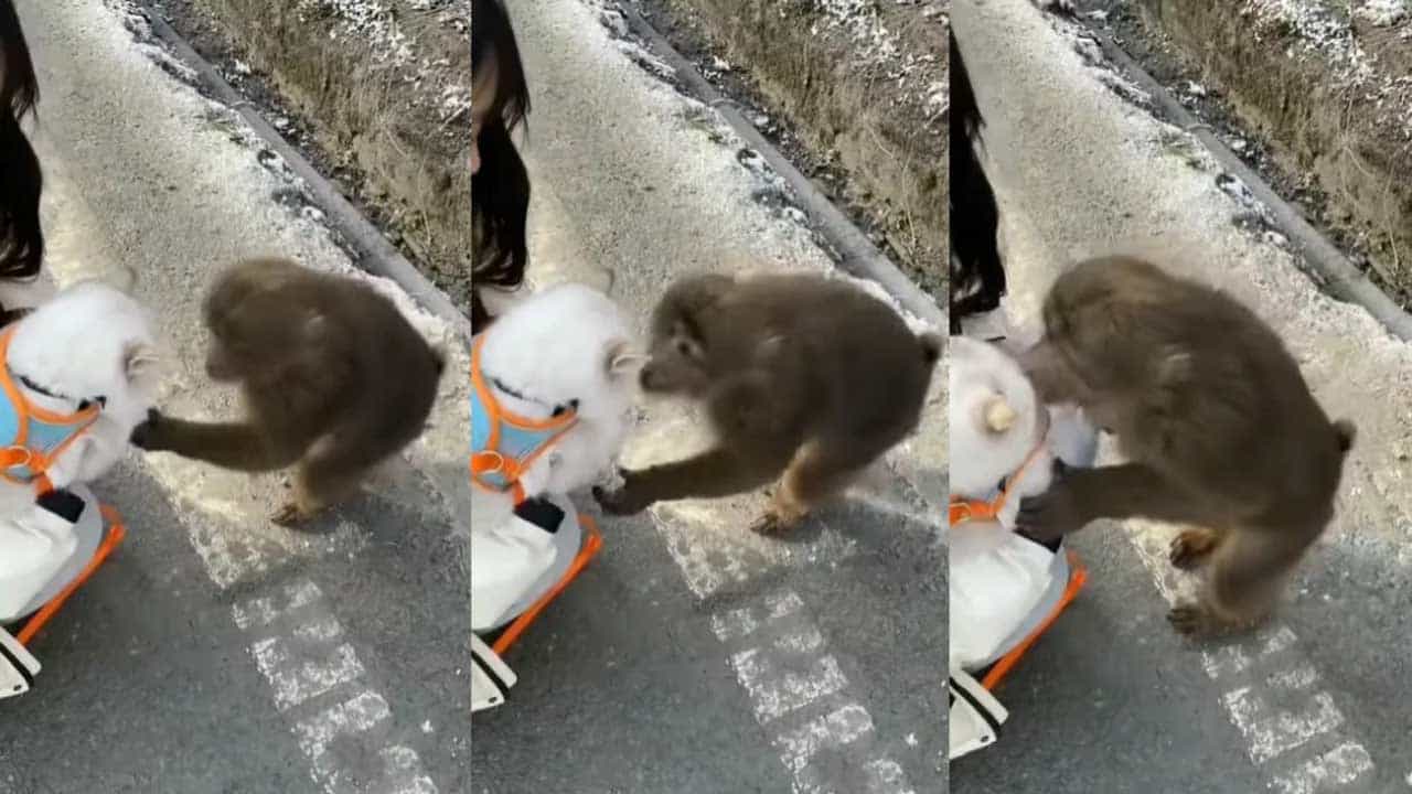 Viral Video: লাভ অ্যাট ফার্স্ট সাইট! প্রথম দেখাতেই বিড়ালের প্রেমে পড়ল এক বাঁদর...