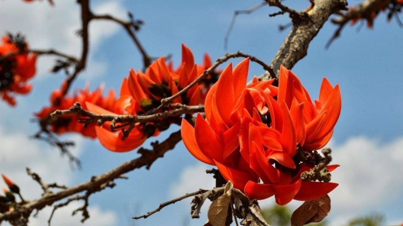 Palash Flower: কোটিপতি হতে চাইলে আলমারির লকারে রাখুন পলাশ ফুল! সতর্ক থাকুন এই নক্ষত্রে জন্মানো ব্যক্তিরা