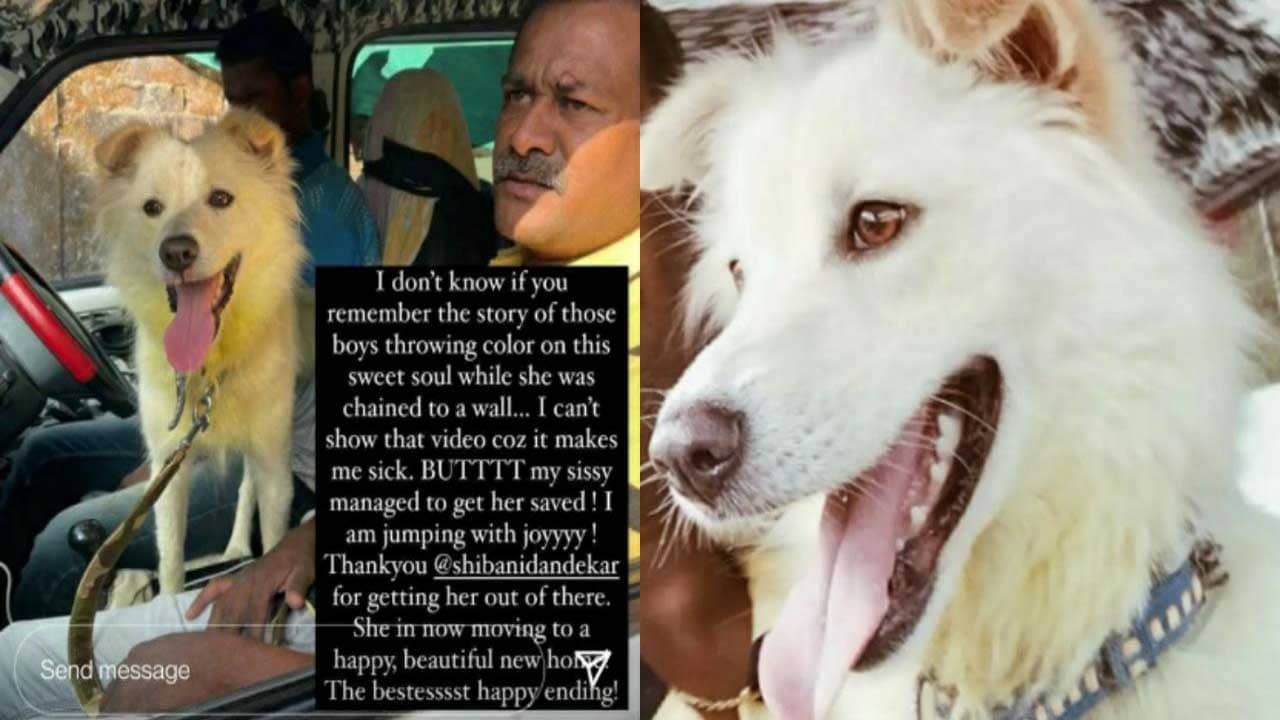 Viral: হোলিতে পোষ্যের গায়ে আবির ছুঁড়েছিলেন মালিক, সেই রক্সি- কেই উদ্ধার করলেন শিবানী দণ্ডেকর