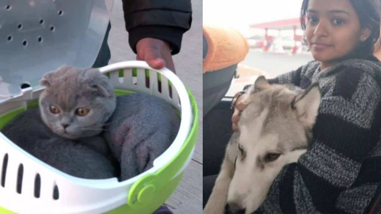 Evacuation from Ukraine: কেউ ঝুড়িতে লুকিয়ে, কেউ আবার পাশেই চুপচাপ বসে! ইউক্রেন থেকে পড়ুয়াদের সঙ্গে ফিরল বিশেষ বন্ধুরাও