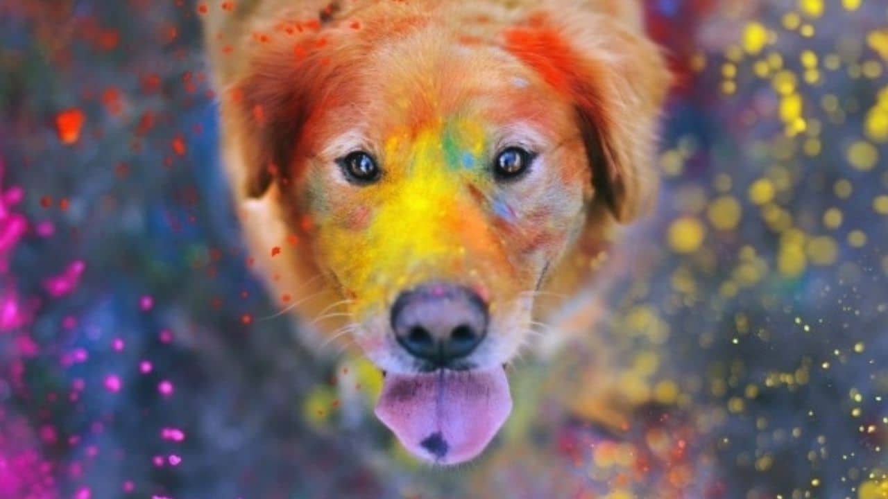 Holi 2022: রঙের উত্‍সবগুলিতে পোষ্যদের রাখুন বিশেষ যত্ন! সুরক্ষিত ও স্বাস্থ্যকর রাখার কিছু জরুরি টিপস
