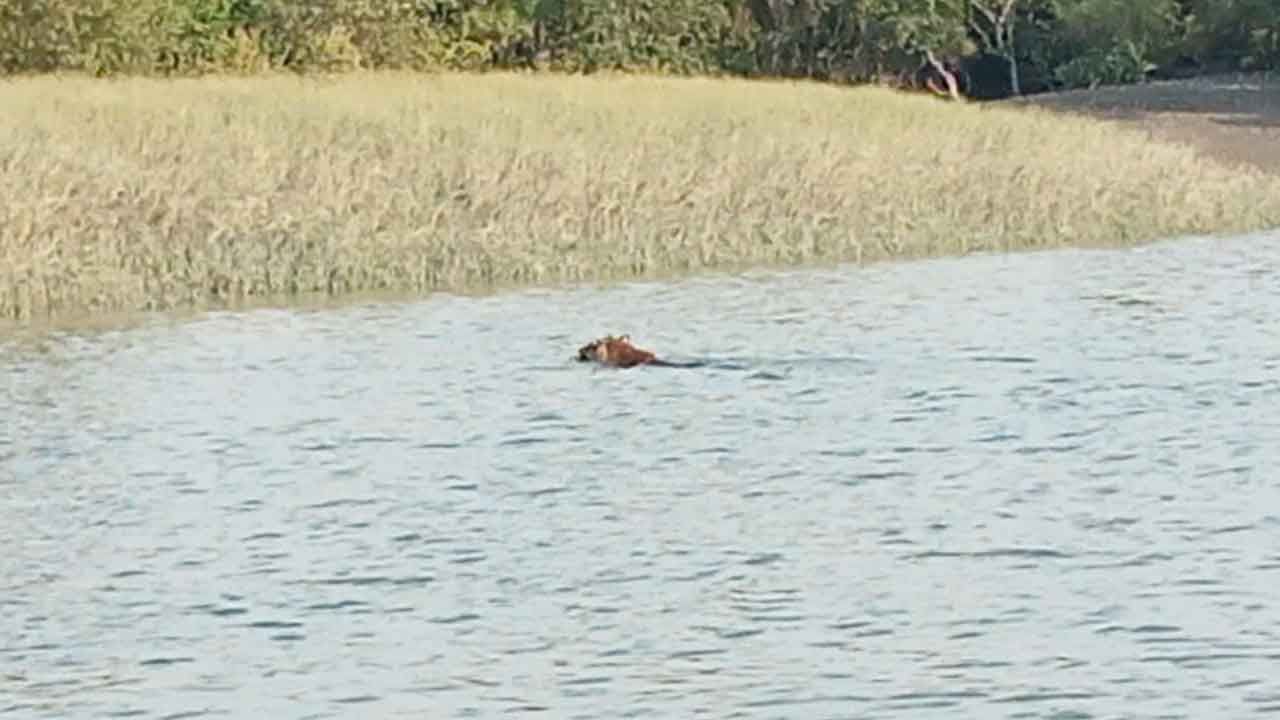 Royal Bengal Tiger: ভরা বসন্তে নদীতে সাঁতরাচ্ছে দক্ষিণরায়, দেখা পেয়ে ডগমগ পর্যটকরা