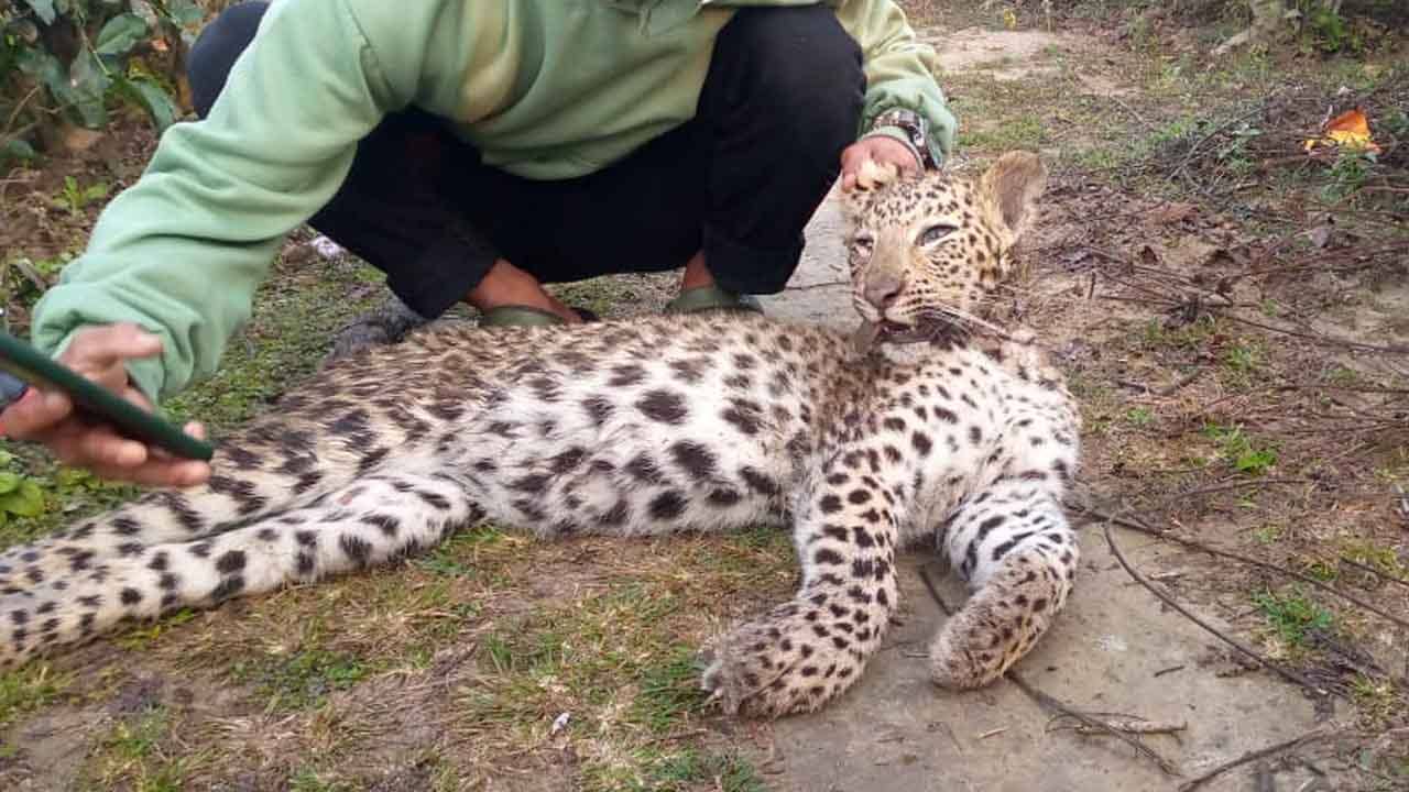 Siliguri Leopard: চিতাবাঘ মেরে মাংস রান্না করে খেল তিন যুবক, কোথাও মিলল নখ, কোথাও চামড়া