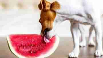 Summer Food For Pets: এই গরমে আপনার পোষ্যও থাকুক কুল! ডায়েটে রাখুন এই বিশেষ খাবার