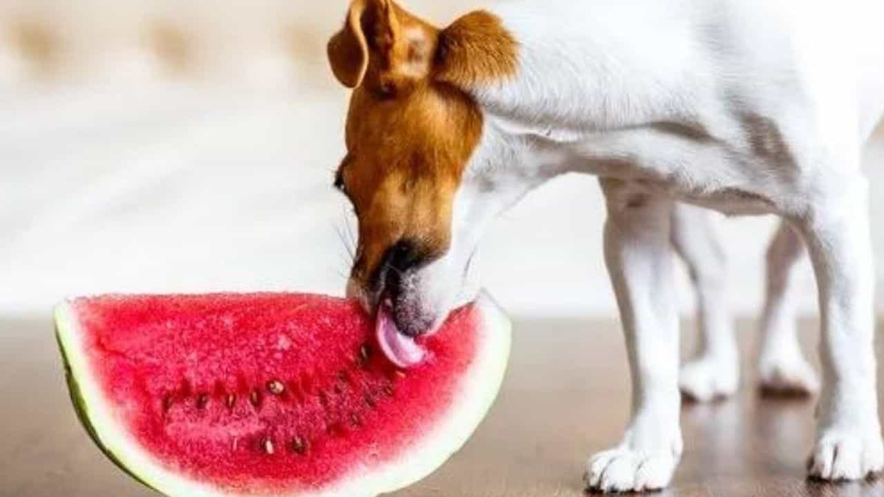 Summer Food For Pets: এই গরমে আপনার পোষ্যও থাকুক 'কুল'! ডায়েটে রাখুন এই 'বিশেষ' খাবার Summer Food For Pets: এই গরমে আপনার পোষ্যও থাকুক 'কুল'! ডায়েটে রাখুন এই 'বিশেষ' খাবার