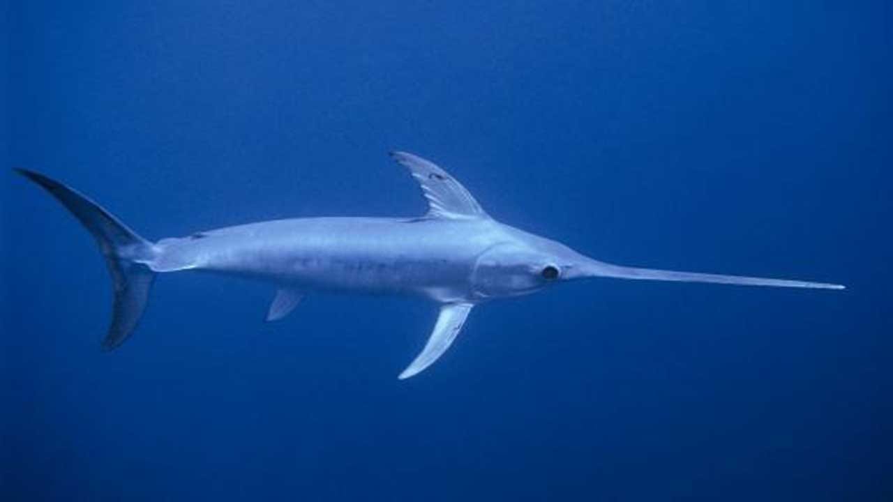 Viral Video জলের গভীরে ডুবুরিকে আক্রমণ সোর্ডফিশের! তারপর... ভাইরাল