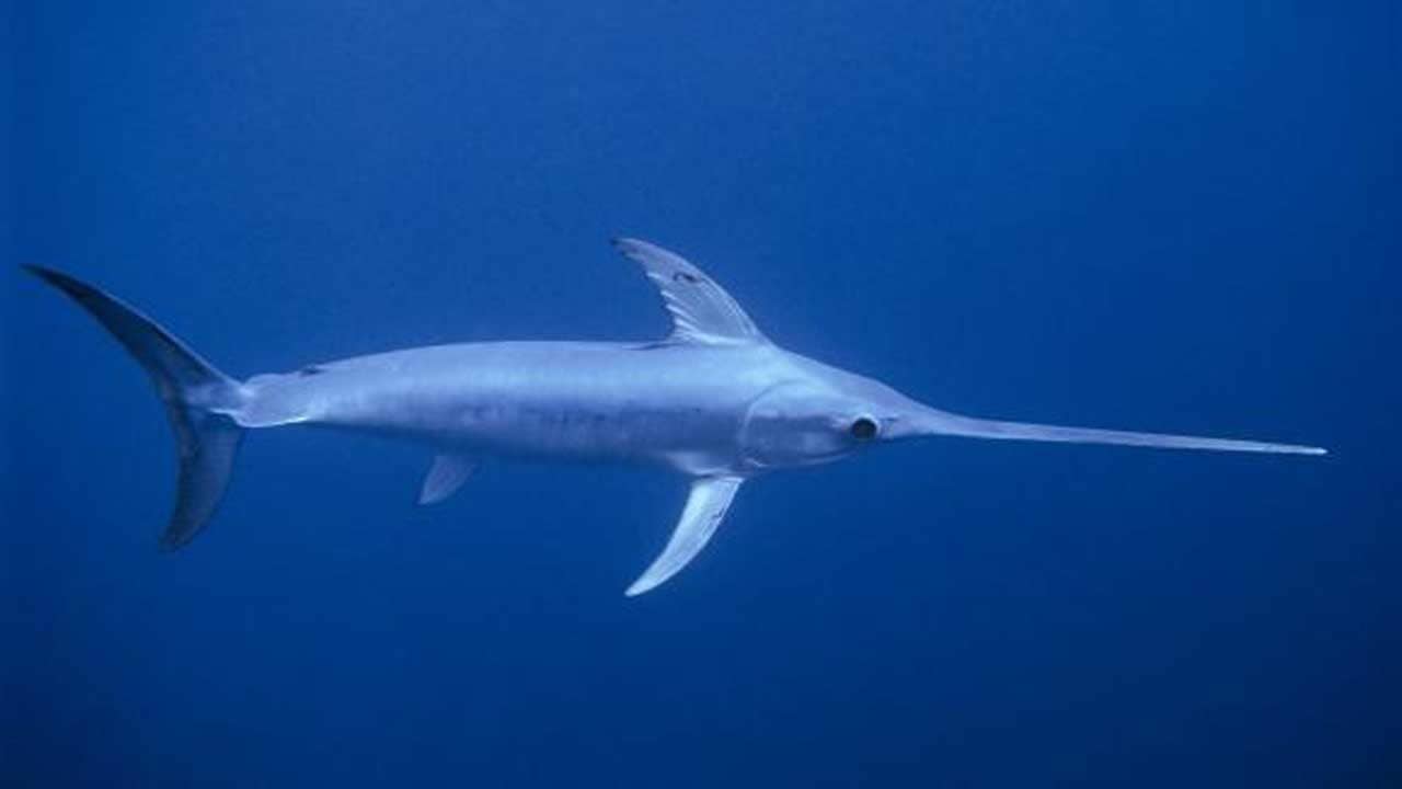 Viral Video: জলের গভীরে ডুবুরিকে আক্রমণ সোর্ডফিশের! তারপর... ভাইরাল ভিডিয়ো দেখে শিউরে উঠছেন সকলে