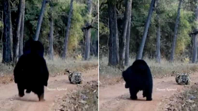 Viral Video: মুখোমুখি বাঘ-ভাল্লুক! যুদ্ধে জিতল কে? দেখুন ভাইরাল ভিডিয়ো