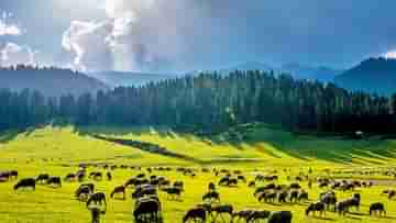 Best Destination in India: ৩০ টপকানোর আগেই জীবেনর সেরা ভ্রমণটি সেরে আসুন! কোথায় কোথায় যাবেন, রইল তার লিস্ট