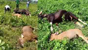 Jalpaiguri Bison Death: সকালে চিতাবাঘ, দুপুরে ৩ বাইসনের দেহ উদ্ধার ঘিরে চাঞ্চল্য ডুয়ার্সে