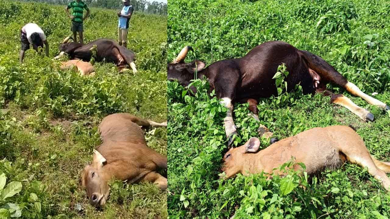 Jalpaiguri Bison Death: সকালে চিতাবাঘ, দুপুরে ৩ বাইসনের দেহ উদ্ধার ঘিরে চাঞ্চল্য ডুয়ার্সে