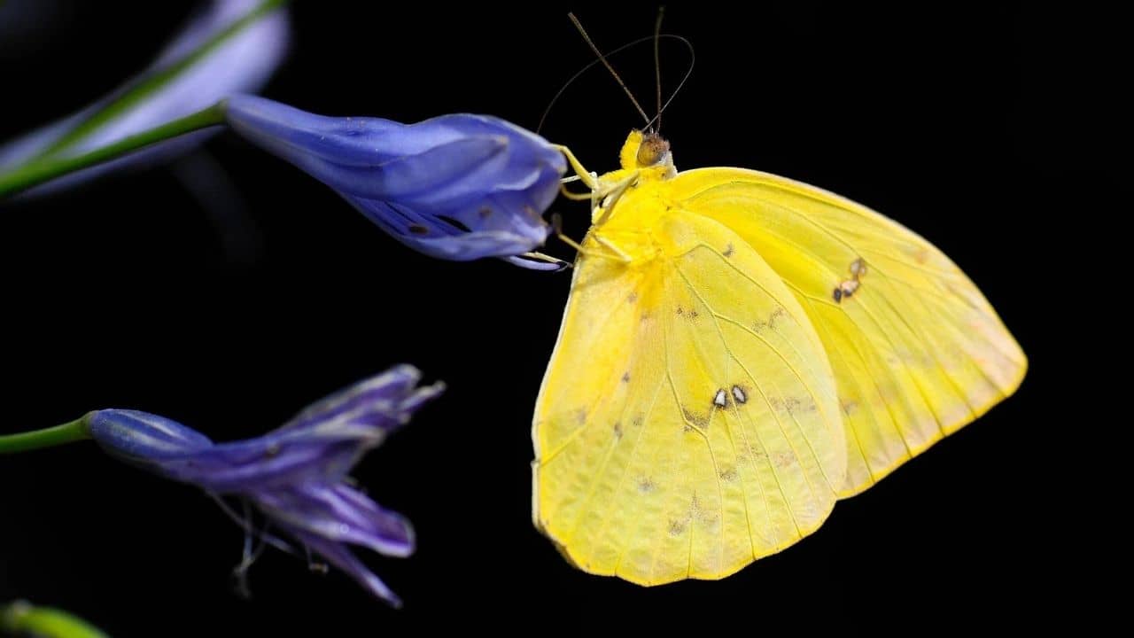 Uttarakhand: প্রকৃতিপ্রেমীদের জন্য সুখবর! অভিনব তিতলি উত্‍সবে মজে দেবালসারি