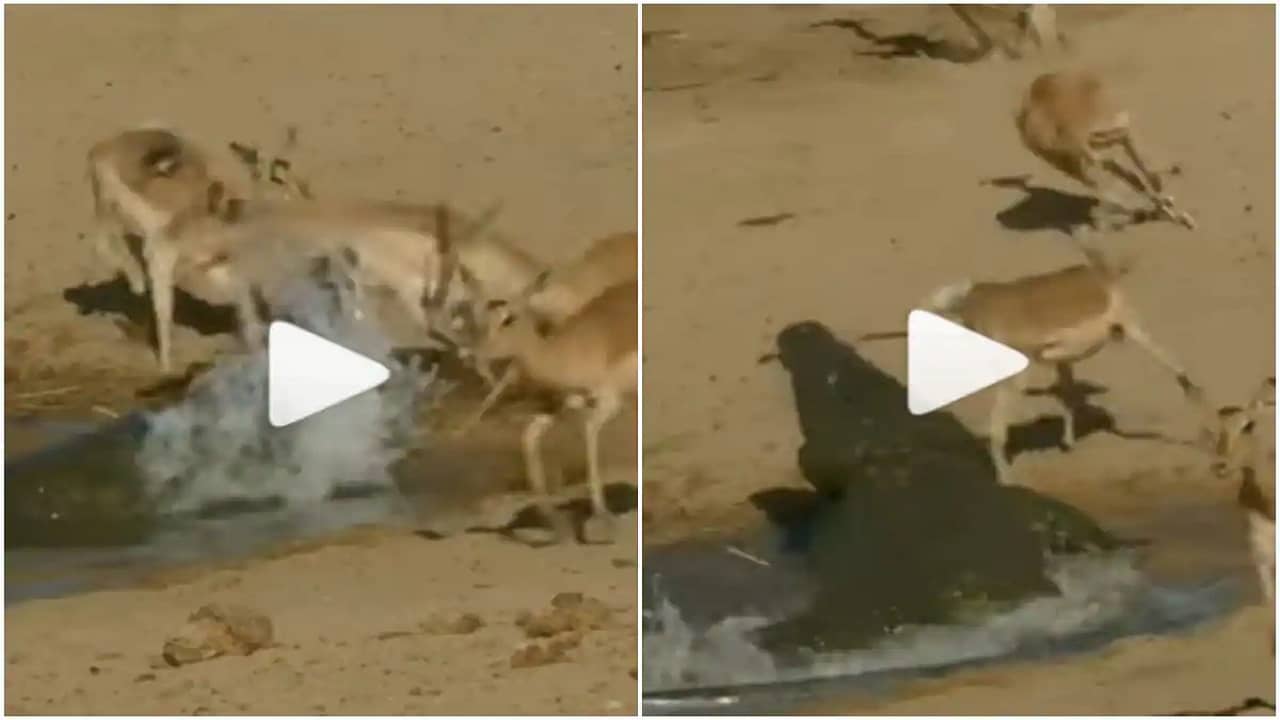 Viral Video: জল খাচ্ছিল একপাল হরিণ, ঘাপটি মেরে লুকিয়ে ছিল কুমির, লেজ ধরে একটাকে টেনে নিয়ে গেল...