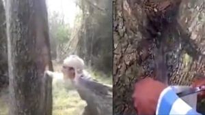 Viral Video: অবাক গাছ! আঘাত করলেই বেরোচ্ছে জল, পান করছেন পিপাসার্ত মানুষ, ভিডিয়োটা একবার দেখুন