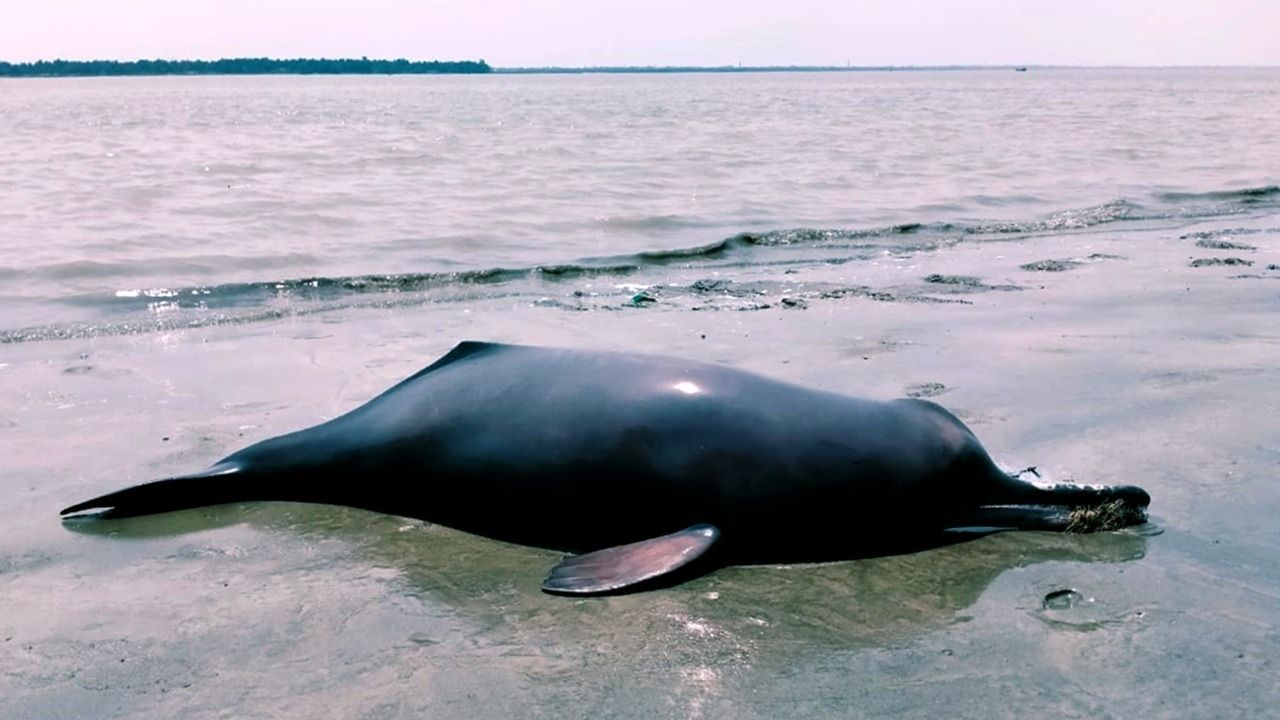 National Aquatic Animal: The body of a dolphin floated in the water of  Rupnarayan. | Body of one national aquatic animal float in Rupnarayan river  IG News | IG News