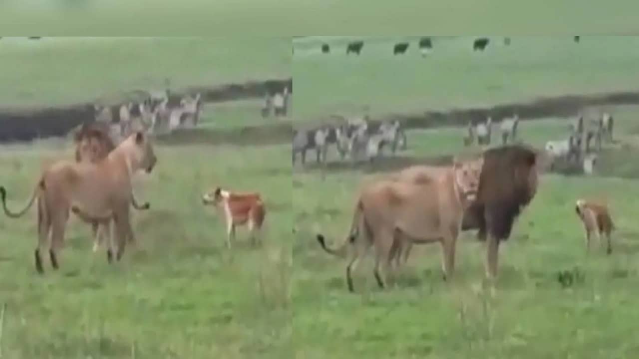 Viral Video: উলটপুরাণ! সিংহ-সিংহীকে তাড়া করল আহত কুকুর, থরহরিকম্প অবস্থা স্বামী-স্ত্রীর