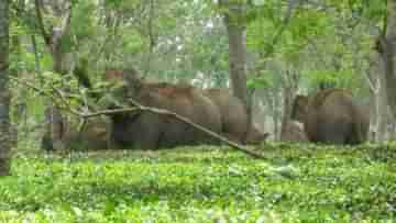 Elephant in Tea Garden: পথ ভুলে চা বাগানে ঢুকে পড়ল হাতির দল, জঙ্গলে ফেরাতে ব্যস্ত বনকর্মীরা