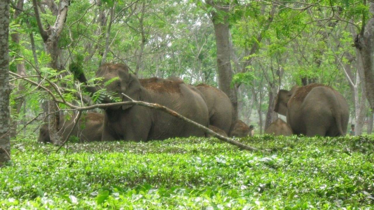 Elephant in Tea Garden: পথ ভুলে চা বাগানে ঢুকে পড়ল হাতির দল, জঙ্গলে ফেরাতে ব্যস্ত বনকর্মীরা