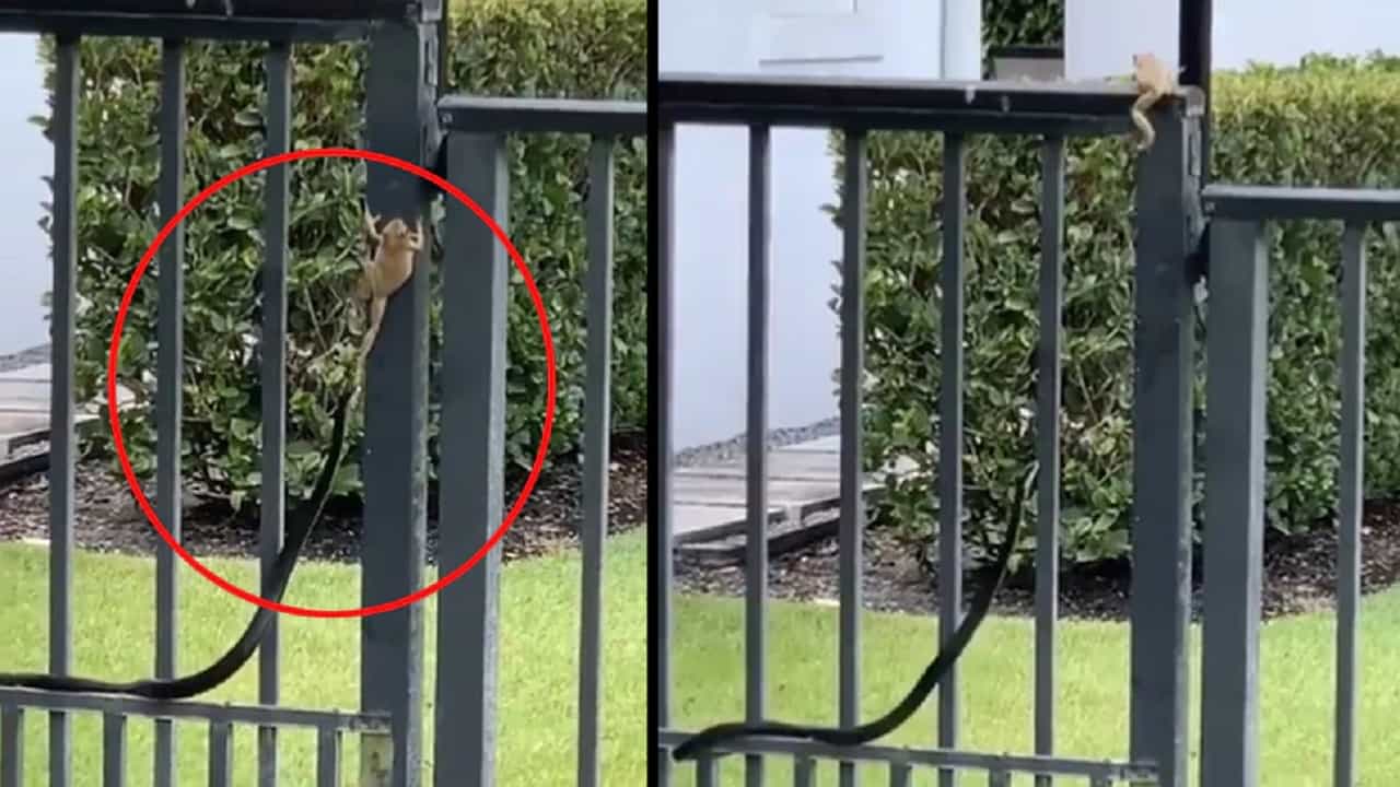 Viral Video: ভয়ঙ্কর সাপকে বেমালুম বোকা বানাল বুদ্ধিমান ব্যাঙ! 'হাল ছেড়ো না বন্ধু', ভিডিয়ো দেখে মন্তব্য নেটিজেনদের