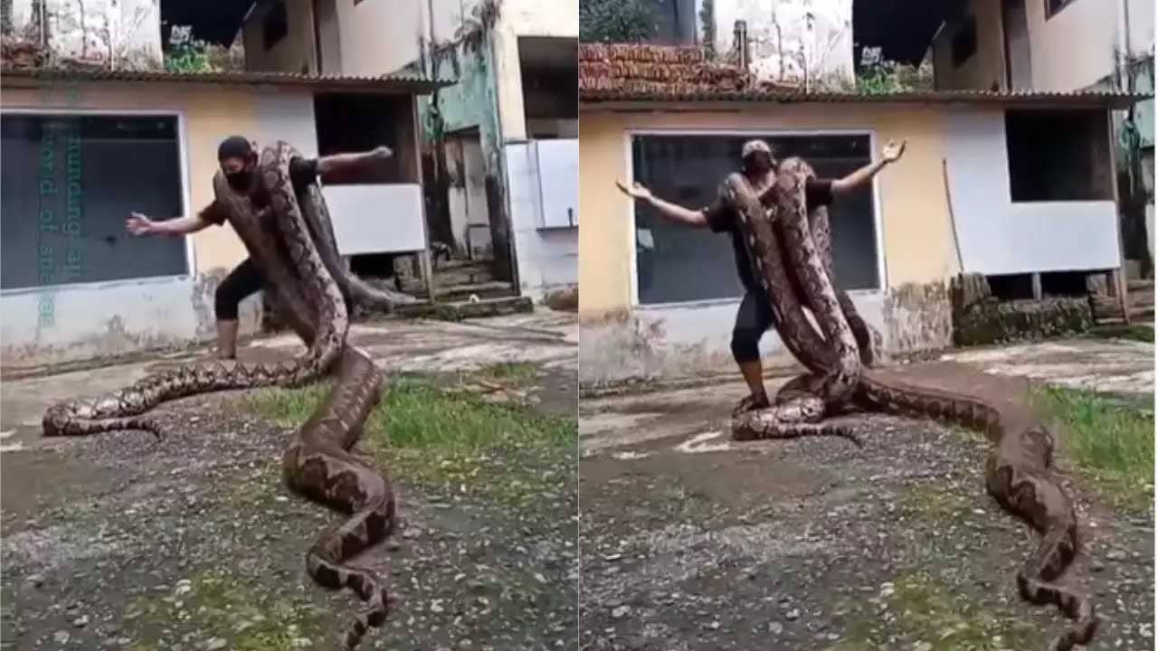Viral Video: দুটো পাইথন কাঁধে নিয়ে যুবকের নাচ, ভাইরাল ইনস্টাগ্রাম রিলস