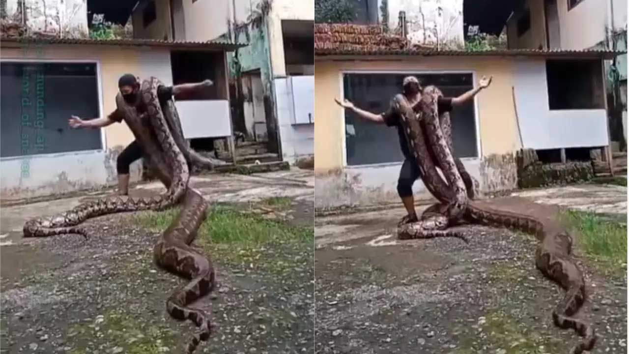 Viral Video: দুটো পাইথন কাঁধে নিয়ে যুবকের নাচ, ভাইরাল ইনস্টাগ্রাম রিলস Viral Video: দুটো পাইথন কাঁধে নিয়ে যুবকের নাচ, ভাইরাল ইনস্টাগ্রাম রিলস