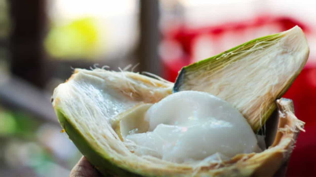 Coconut Extract: মালাই দিয়ে রূপচর্চা আর নয়! নরম ত্বকের রহস্য লুকিয়ে রয়েছে ডাবের শাঁসে Coconut Extract: মালাই দিয়ে রূপচর্চা আর নয়! নরম ত্বকের রহস্য লুকিয়ে রয়েছে ডাবের শাঁসে