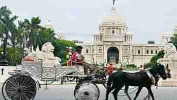 Horse Cart: ময়দানের ঘোড়া নিয়ে কী ভাবনা রাজ্যের? চার সপ্তাহের মধ্যে জানাতে বলল হাইকোর্ট