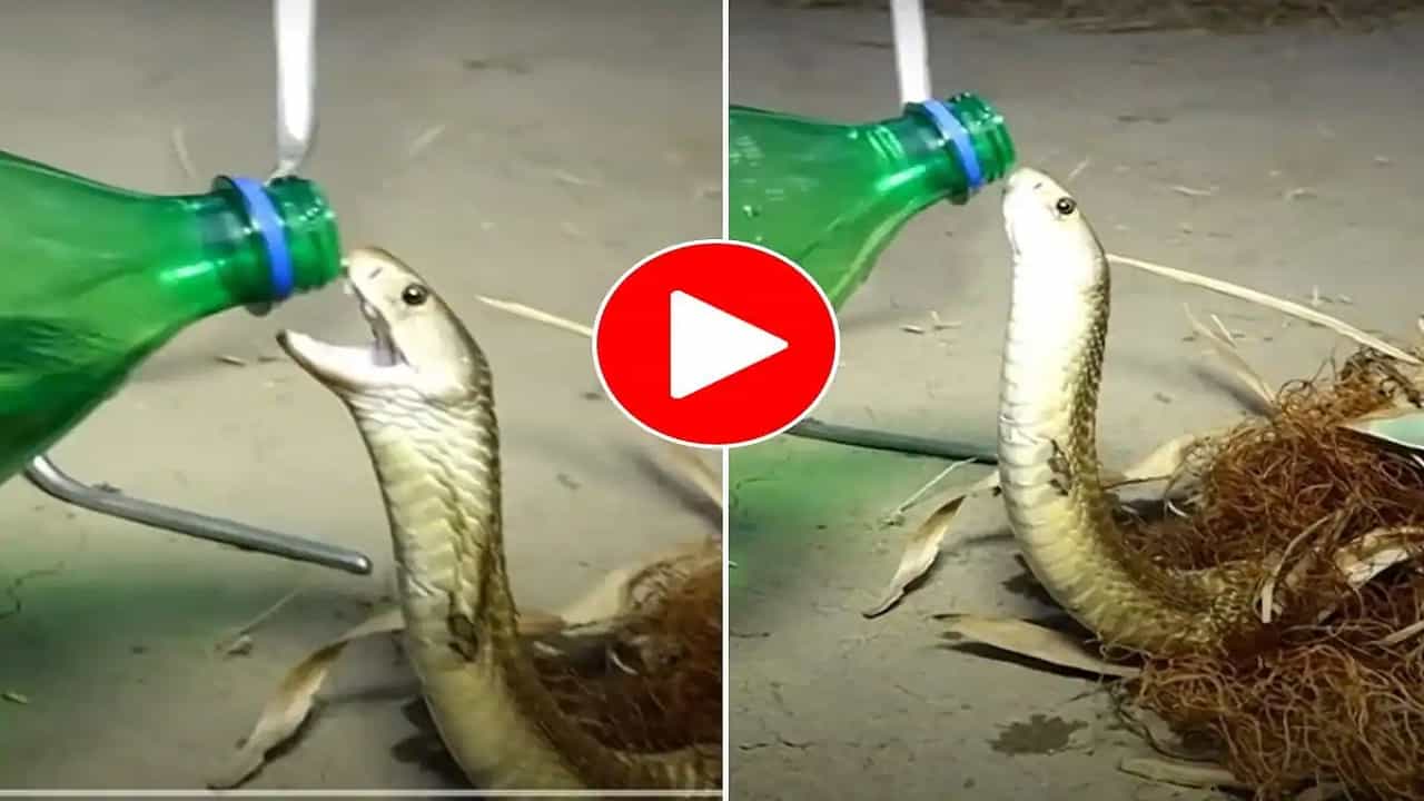 Viral Video: স্প্রাইটের বোতল থেকে ঢকঢক করে জল খেয়ে নিল পিপাসার্ত কিং কোবরা! ব্যাপক ভাইরাল হল ভিডিয়ো
