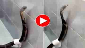 Viral Video: সাত সকালে বাথরুমে বিন বুলায়ে মেহমান! ইয়াব্বড় কিং কোবরা দেখে ঘুম উড়ল পাড়া-পড়শি সক্কলের