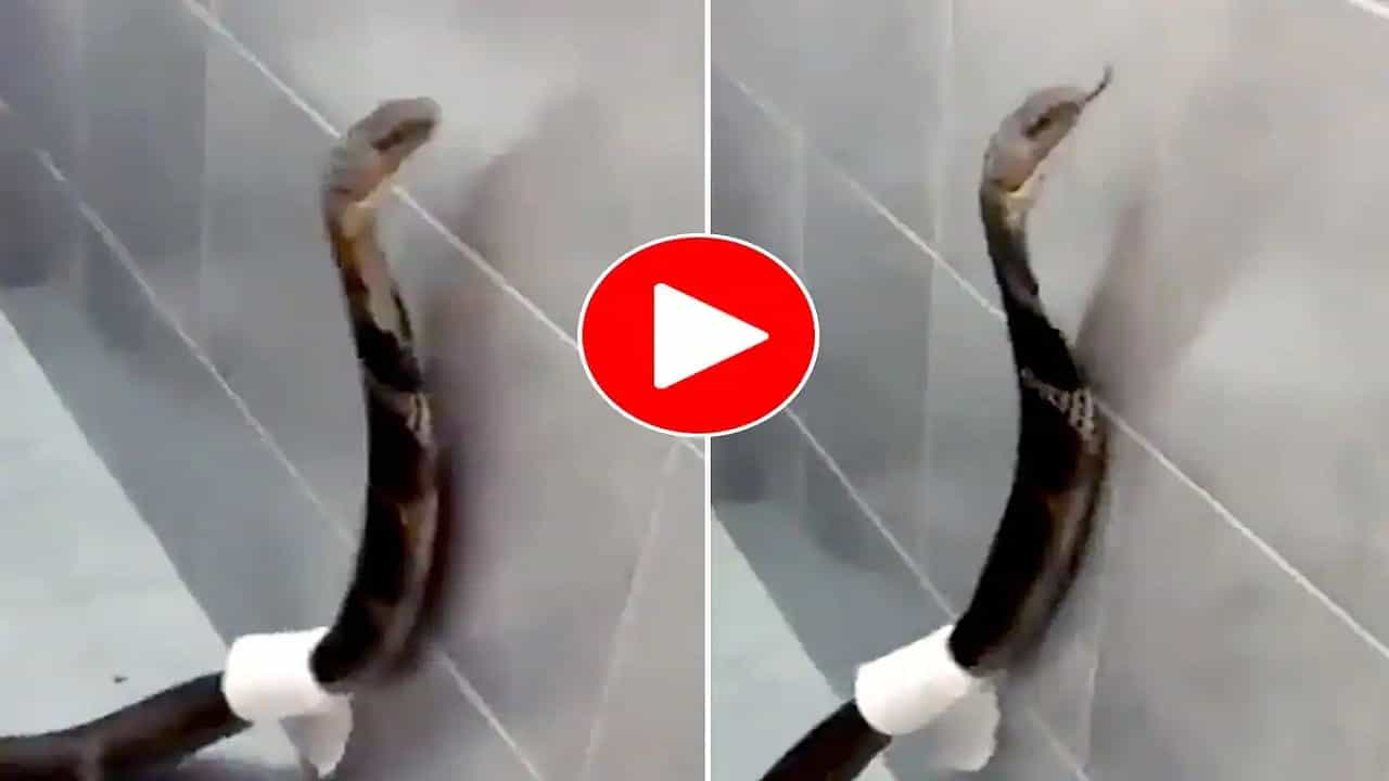 Viral Video: সাত সকালে বাথরুমে বিন বুলায়ে মেহমান! ইয়াব্বড় কিং কোবরা দেখে ঘুম উড়ল পাড়া-পড়শি সক্কলের