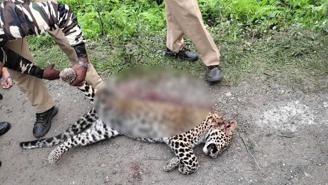 Leopard Body Recovered: ফের ডুয়ার্সে চিতাবাঘের দেহ উদ্ধার, গাড়ির ধাক্কাতেই মৃত্যু নাকি অন্য কারণ?