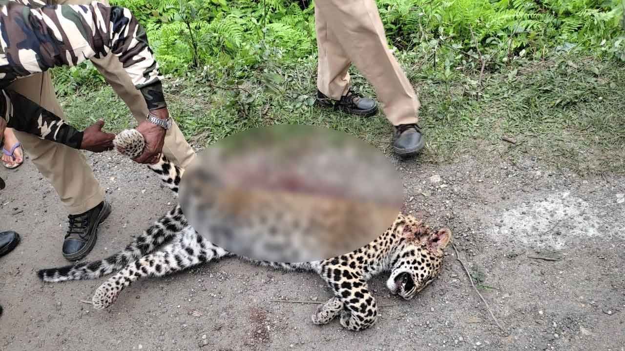 Jalpaiguri Leopard's Body: মুখ দিয়ে বেরিয়ে এসেছিল অল্প গ্যাজলা, জলপাইগুড়িতে চিতাবাঘের 'রহস্যময়' মৃত্যু