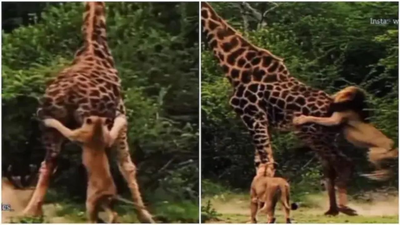 Viral Video: একা পেয়ে জিরাফকে ঘিরে ধরল সিংহের দল! শেষ অবধি লড়াইয়ে কার জিত হল দেখুন ভাইরাল ভিডিয়োয় Viral Video: একা পেয়ে জিরাফকে ঘিরে ধরল সিংহের দল! শেষ অবধি লড়াইয়ে কার জিত হল দেখুন ভাইরাল ভিডিয়োয়