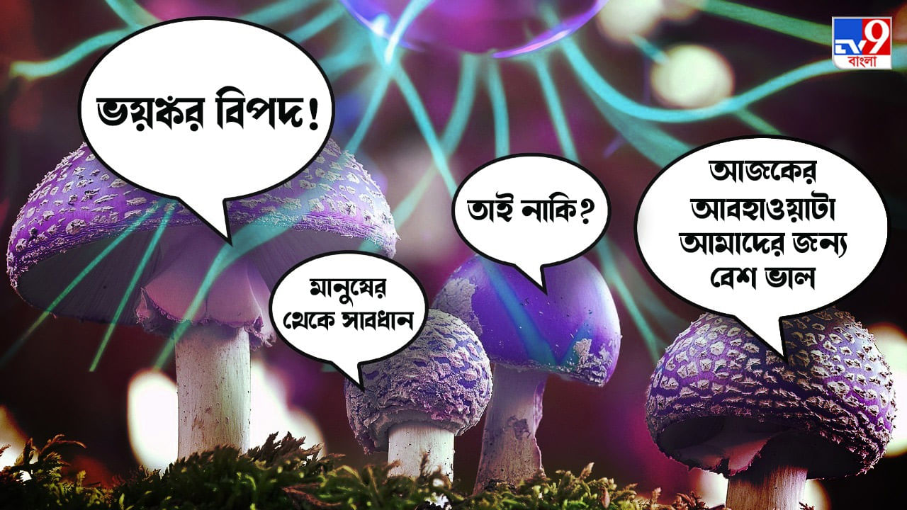 Mushrooms Talk To Each Other: মানুষের মতো ভাষার প্রয়োগ করেই একে অপরের সঙ্গে কথা বলে মাশরুমরা, নতুন গবেষণায় অবাক করা তথ্য