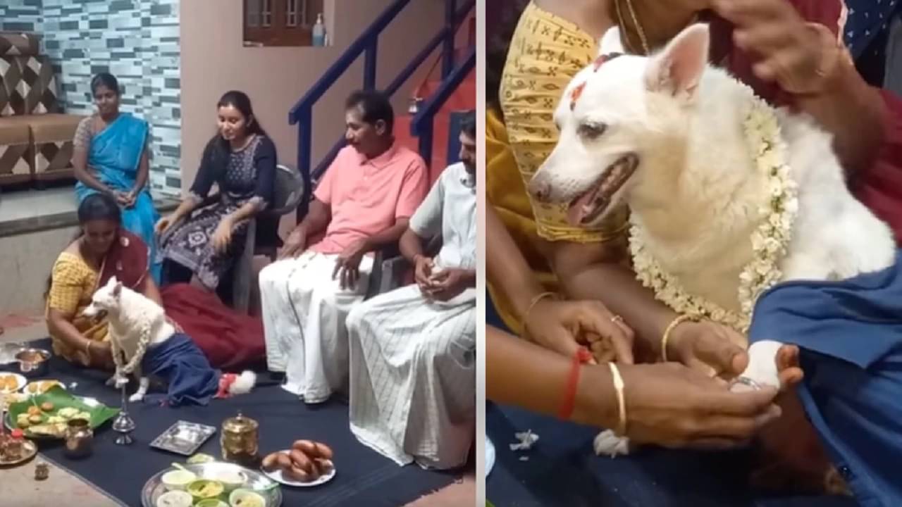 Viral Video: মা হবে পোষ্য, হরেক পদের আয়োজন, টিপ-মালায় সেজে জাঁকজমক সাধভক্ষণ অনুষ্ঠান