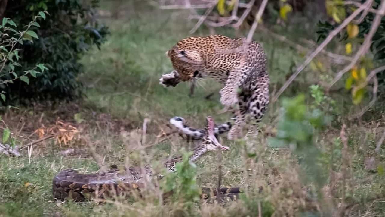 Viral Video: শিকারের আশায় বসে থাকা চিতাকে আক্রমণ বিশালাকার পাইথন সাপের, তারপর যা হল, একবার দেখেই নিন